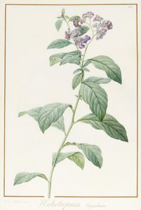 Heliotropium Corymbosurn, 1812