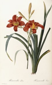 Hemerocallis Fulva - Hémérocalle fauve - Pierre Joseph Redouté