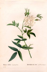 Rose blanche à feuilles de chanvre, Rosa alba var. cannabifolia, rose blanche à feuilles de chanvre. Gravure en taille-douce coloriée à la main de Pierre Joseph Redouté « Les Roses », Paris - Pierre Joseph Redouté