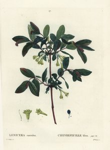 Camerisier bleu (Lonicera caerulea) - Pierre Joseph Redouté