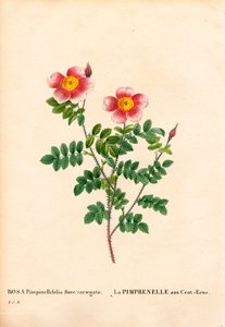 Rose Pimprenelle aux Cent-Écus, Rosa pimpinellifolia variété, La Pimprenelle aux Cent-Écus. Gravure en taille-douce coloriée à la main de Pierre Joseph Redouté « Les Roses », Paris - Pierre Joseph Redouté