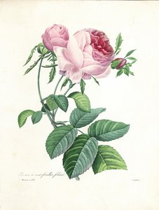 Rose à cent feuilles, gravée par Langlois, de 
