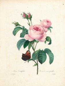 Rose à cent feuilles, gravée par Langlois, du Choix des Plus Belles Fleurs et des Plus Beaux Fruits, Vol. I