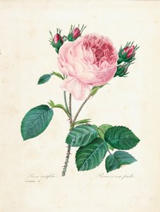 Rose à cent feuilles, de 
