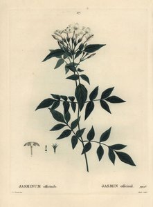 Jasmin, Jasminum officinale. Gravure en stipple colorée à la main par Moret d