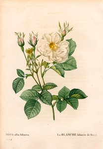 Rose blanche feuillue de Fleury, Rosa alba variété, la blanche feuillue de Fleury. Gravure en taille-douce coloriée à la main de Pierre Joseph Redouté « Les Roses », Paris - Pierre Joseph Redouté
