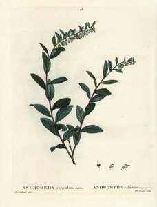 Chamaedaphne calyculata. Gravure en manière de crayon coloriée à la main par Miss Brenet d
