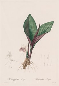 Les Liliacées: Kaempferia longa - Pierre Joseph Redouté