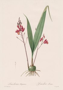 Les Liliacées: Limodorum purpureum - Pierre Joseph Redouté