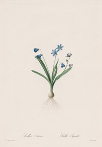 Les Liliacées: Scilla amaena