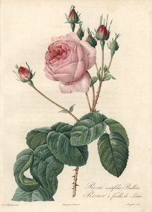 Rose feuille de laitue - Eau-forte de Langlois, d
