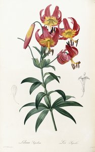 Lilium Superbum, 1805-1816