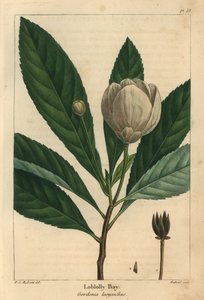 Loblolly bay, Gordonia lasyanthus - Pierre Joseph Redouté