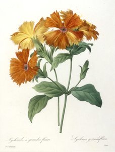 Lychnide à grandes fleurs, Lychnus grandiflora, du Choix Des Plus Belles Fleurs et des Plus Beaux Fruits, 1827