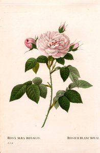 Rose incarnate, rose blanche royale, Rosa alba var. incarnata. Gravure au pointillé en couleur de Pierre Joseph Redouté « Les Roses », Paris - Pierre Joseph Redouté