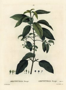 Maqui ou baie de vin chilienne, Aristotelia chilensis (Aristotelia macqui). Gravure en stipple colorée à la main par Aimée d