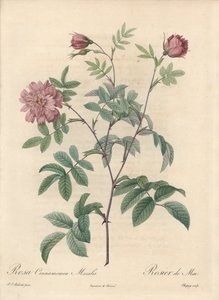 Rose de mai ou rose cannelle - Eau-forte de Chapuy, d