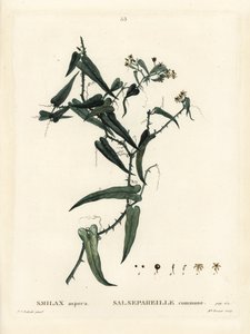 Salsepareille méditerranéenne, Smilax aspera. Gravure en manière de crayon coloriée à la main par Miss Brenet d