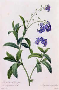 Myosotis Scorpiodes - Pierre Joseph Redouté