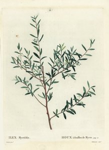 Houx myrte ou dahoon myrte, Ilex myrtifolia. Gravure en couleur par Delaneaux d