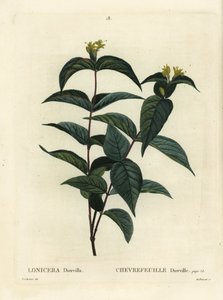 Chèvrefeuille du Nord, Diervilla lonicera (Lonicera diervilla). Gravure en couleur à la main par Du Ruisseau d