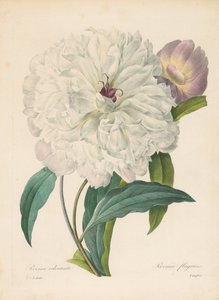 Paeonia flagrans Pivoine - Pierre Joseph Redouté