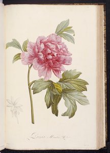 Pivoine, de "Description des Plantes Rares et Cultivées à Malmaison et à Navarre" par Aimé Bonpland, 1812-14 - Pierre Joseph Redouté