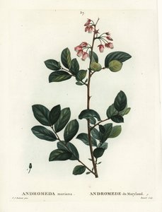Pieris mariana (Andromeda mariana, Andromède du Maryland). Gravure en stipple colorée à la main par Renard d