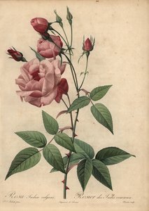 Rose de Chine rose, Rosa chinensis - Pierre Joseph Redouté