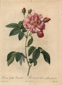 Rose gallique rose et blanche, Rosa gallica - Pierre Joseph Redouté
