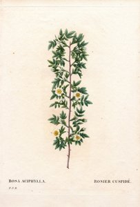 Rose cuspidée, Rosa canina variété. Rose cuspidée, Rosa aciphylla. Gravure en taille-douce coloriée à la main de Pierre Joseph Redouté « Les Roses »