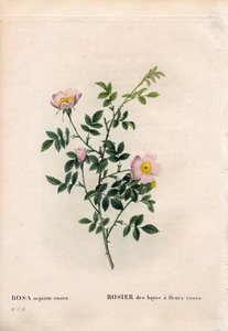 Rose des haies rose, Rosa aggrestis variété, Rose des haies à fleurs roses. Gravure en taille-douce coloriée à la main de Pierre Joseph Redouté « Les Roses », Paris - Pierre Joseph Redouté