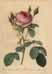 Rose mousseuse rose, Rosa centifolia f. muscosa - Pierre Joseph Redouté