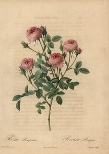 Rose pompon rose, Rosa centifolia