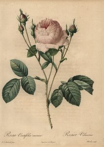 Rose rose, Rosa centifolia carnea - Pierre Joseph Redouté