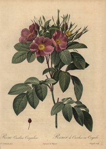 Rose caroline pourpre ou rose des pâturages, Rosa carolina corymbosa - Pierre Joseph Redouté