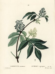 Sureau rouge. Gravure en couleur par Miss Brenet d