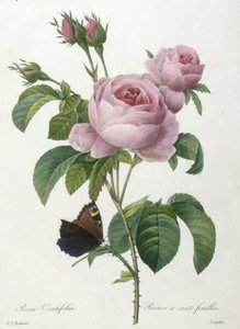 Rosa Centifolia, Rosier à cent feuilles, du Choix Des Plus Belles Fleurs et des Plus Beaux Fruits, 1827