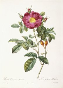 Rosa Damascena Coccina - Pierre Joseph Redouté