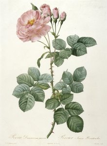 Rosa Damascena aurora, Rosier Aurore Poniatowska, du La Couronne Des Roses, 1817-1824 - Pierre Joseph Redouté