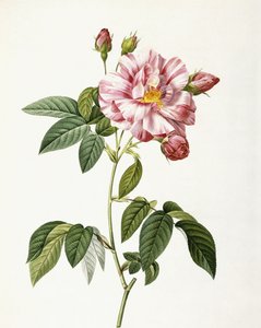 Rosa Gallica Versicolor - Pierre Joseph Redouté