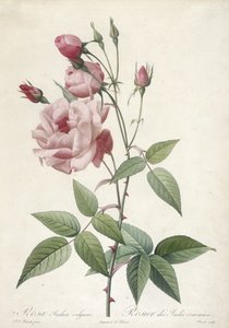 Rosa Indica vulgaris, Rosier des Indes commun, du Les Roses, 1817-24 - Pierre Joseph Redouté