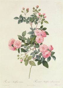 Rosa Multiflora Carnea - Pierre Joseph Redouté