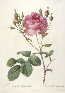 Rosa centifolia Anglica rubra, Rosier de Cumberland, du Les Roses, 1817-24 - Pierre Joseph Redouté