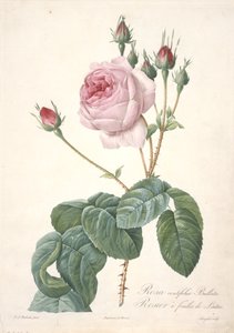 Rosa centifolia Bullata, Rosier à feuilles de Laitue, du Les Roses, 1817-24 - Pierre Joseph Redouté