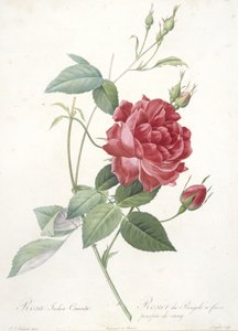 Rosa indica cruenta, Rosier du Bengale à fleurs pourpre de sang, du Les Roses, 1817-24 - Pierre Joseph Redouté