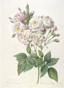Rosa noisettiana, Rosier de Philippe de Noisette, du La Couronne des Roses, 1817-24 - Pierre Joseph Redouté