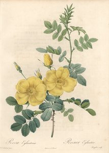 Rosa rubigineux avec roses jaunes (Rosa rubiginosa) - Eau forte de Langlois, d
