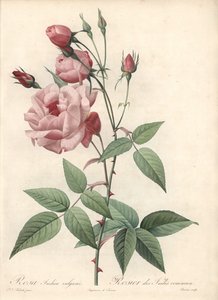 Rose Bengal Rose - Eau-forte de Bessin, d