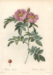 Rose de Virginie, avec fleurs roses - Eau-forte de Bessin, d